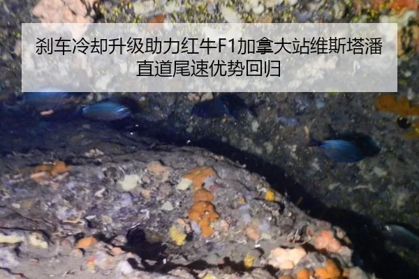 刹车冷却升级助力红牛F1加拿大站维斯塔潘直道尾速优势回归